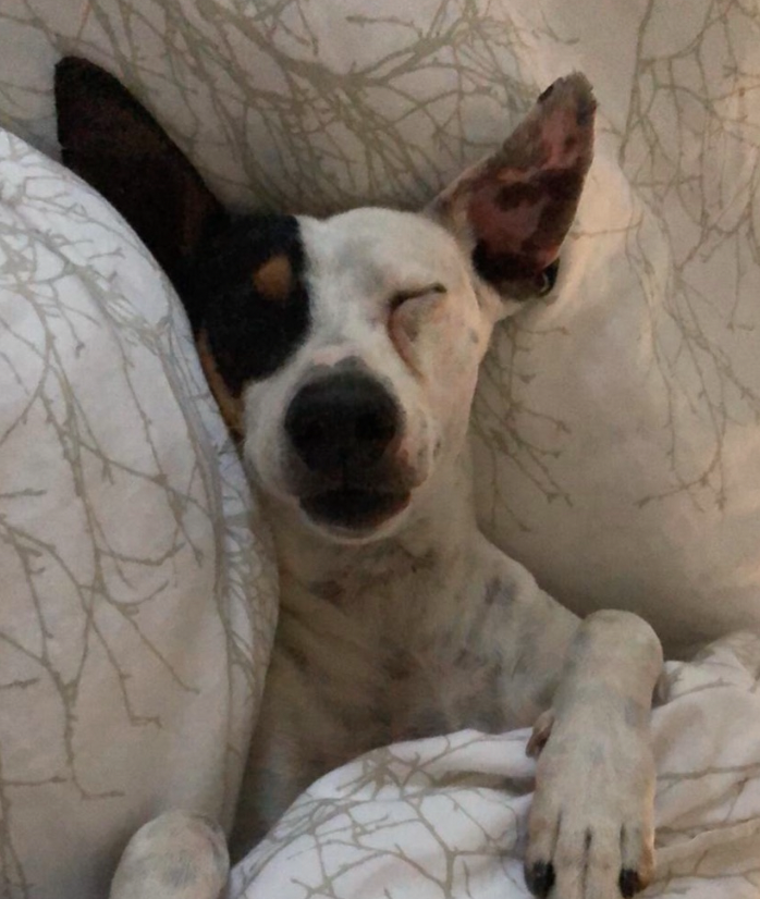 Hundotel - Das Hunde Hotel