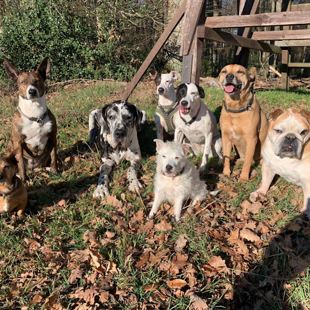 Hundotel - Das Hunde Hotel